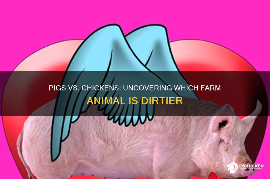 which animal is dirtier pig or chicken