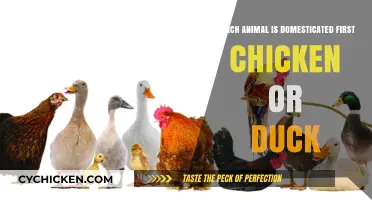 Chicken or Duck: Unraveling Which Bird Was Domesticated First