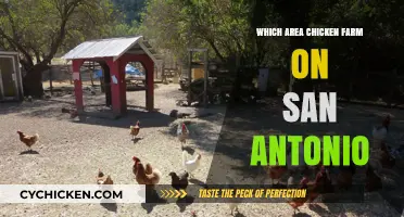 Exploring San Antonio's Best Areas for Chicken Farming Opportunities