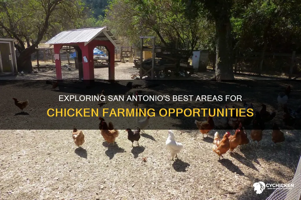 which area chicken farm on san antonio