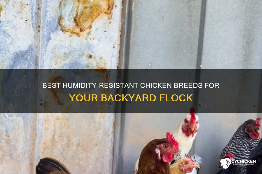 which backyard chicken breed is most humidity resistant