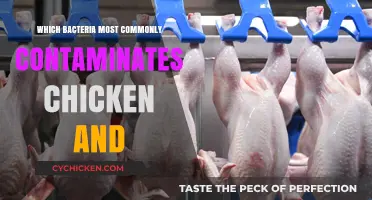 Common Chicken Contaminants: Identifying the Most Prevalent Bacterial Culprits