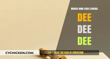 Chicka Dee Dee Dee: Unveiling the Bird Behind the Iconic Call