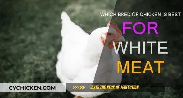 White Meat Chicken: Best Breeds for Delicious Dishes