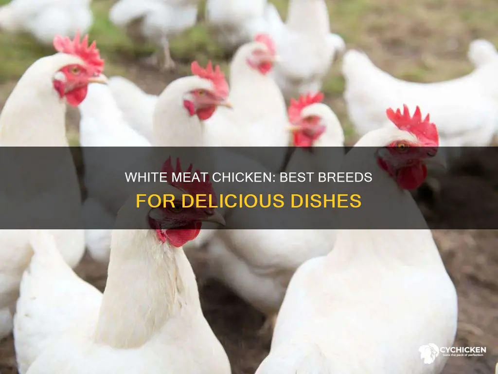 which bred of chicken is best for white meat
