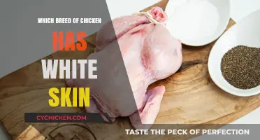 Discovering the Unique Chicken Breed with Naturally White Skin