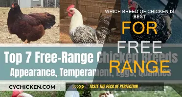 Free-Range Chicken: Which Breeds Rule the Roost?