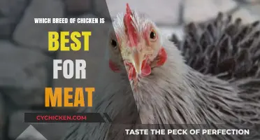 Top Meat Chicken Breeds: Choosing the Best for Flavor and Yield