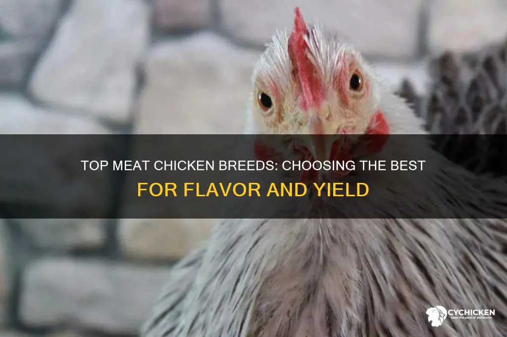 which breed of chicken is best for meat