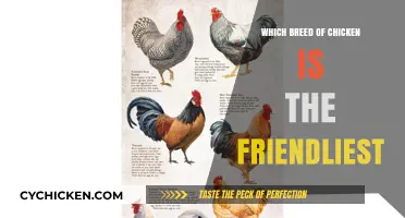 Discover the Most Sociable Chicken Breeds for Your Backyard Flock