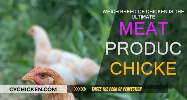 Best Meat-Producing Chicken Breeds