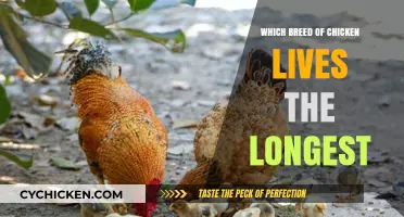Discover the Longest-Living Chicken Breeds for Your Flock's Lifespan
