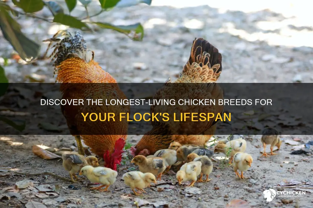 which breed of chicken lives the longest
