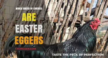 Discovering Easter Eggers: Which Chicken Breeds Lay Colorful Eggs?