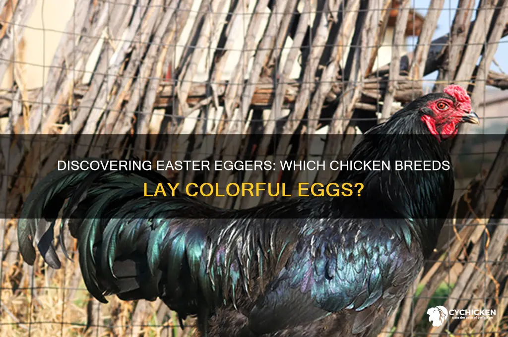 which breed of chickes are easter eggers