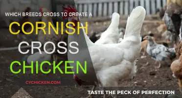 The Hybrid Heritage of Cornish Cross Chickens