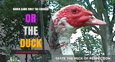 Chicken vs. Duck: Unraveling the Age-Old Origin Mystery