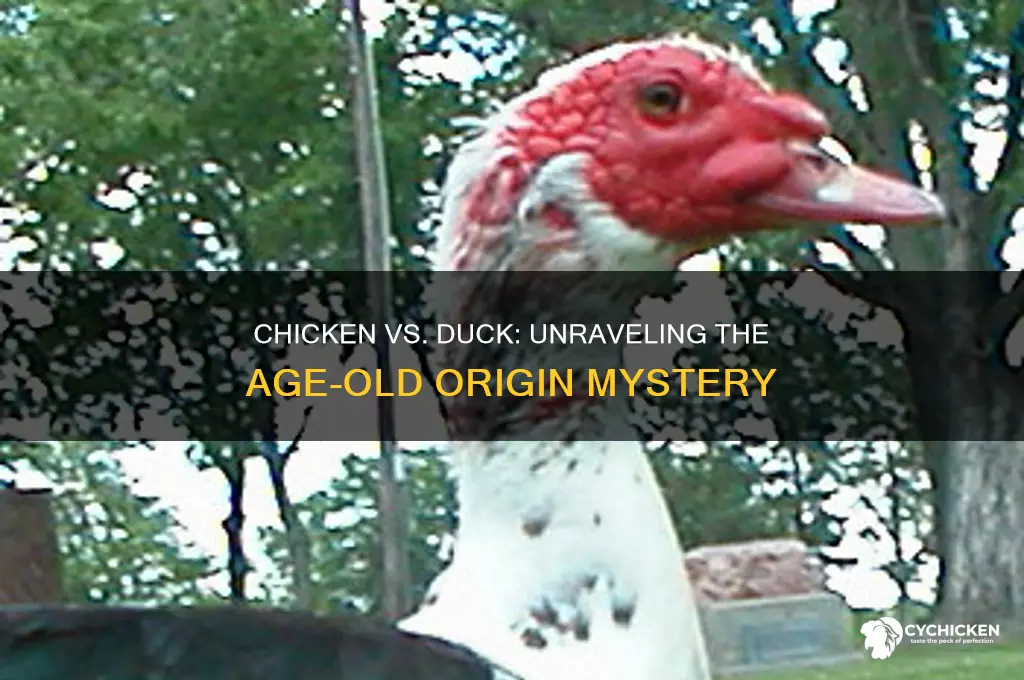which came first the chicken or the duck