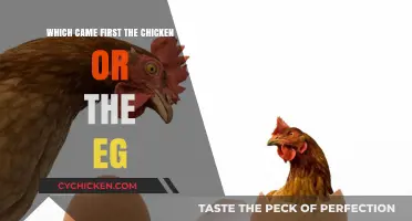 The Timeless Debate: Chicken or Egg – Which Came First?