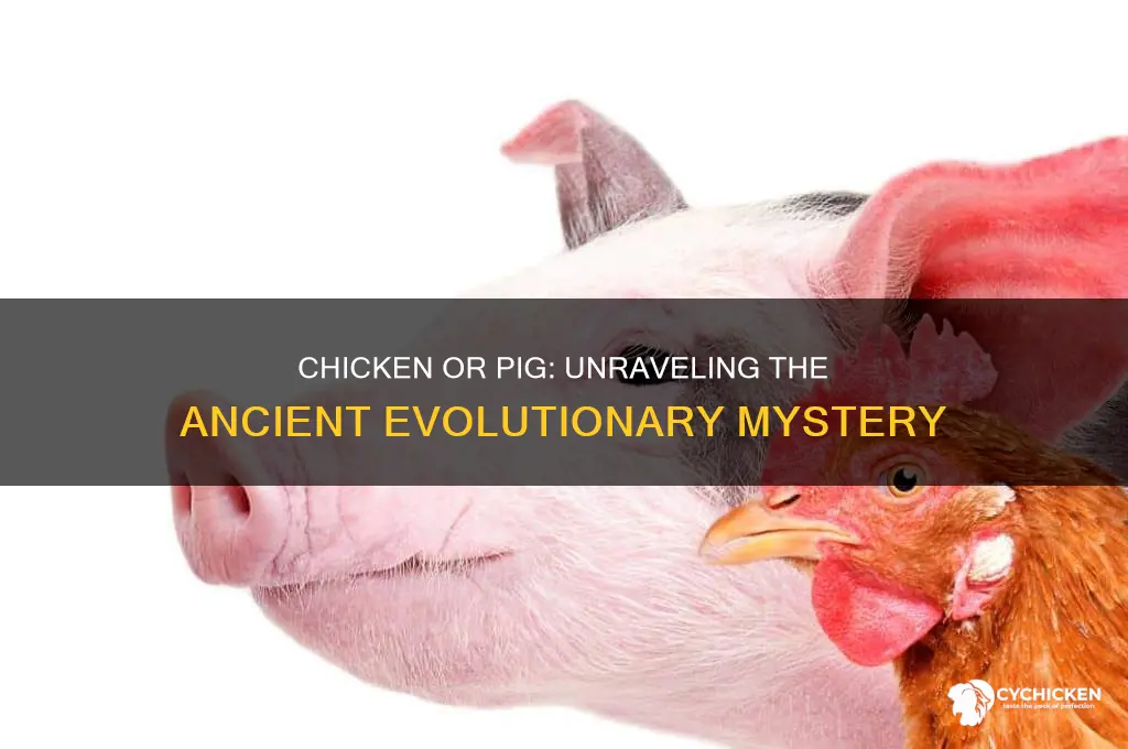 which came first the chicken or the pig