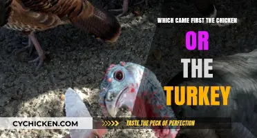 Chicken or Turkey: Unraveling the Ancient Poultry Origin Mystery
