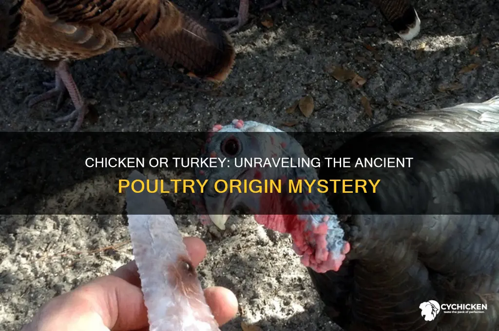 which came first the chicken or the turkey