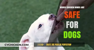 Safe Chicken Bones for Dogs: What’s Okay and What’s Not