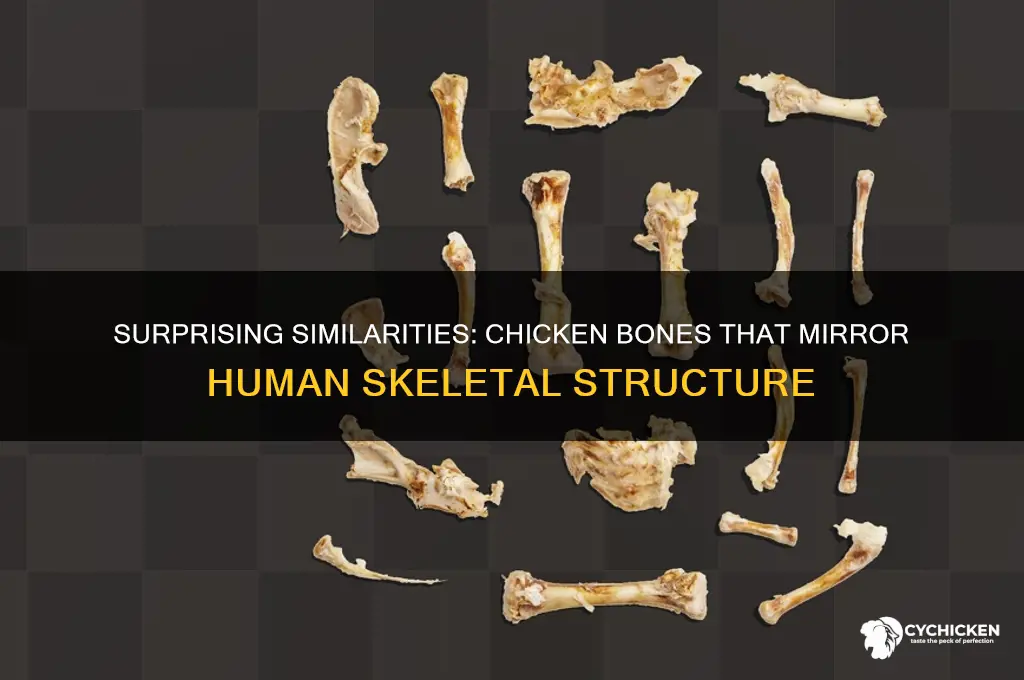 which chicken bones are same as human