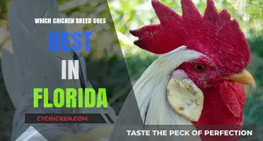Top Chicken Breeds Thriving in Florida's Climate and Conditions