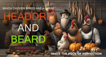 Big Beards and Headdresses: Chicken Style