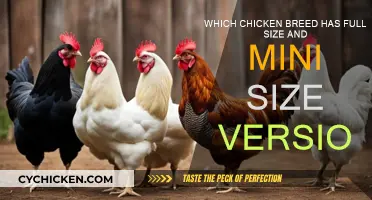 Full-Sized Chicken Breeds and Their Mini Counterparts