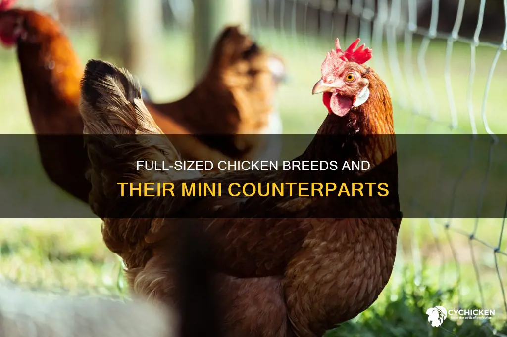 which chicken breed has full size and mini size version
