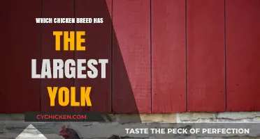Discovering the Chicken Breed with the Biggest Egg Yolk