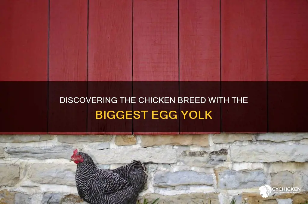 which chicken breed has the largest yolk