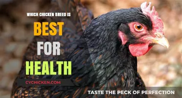 Top Healthy Chicken Breeds for Optimal Nutrition and Wellness