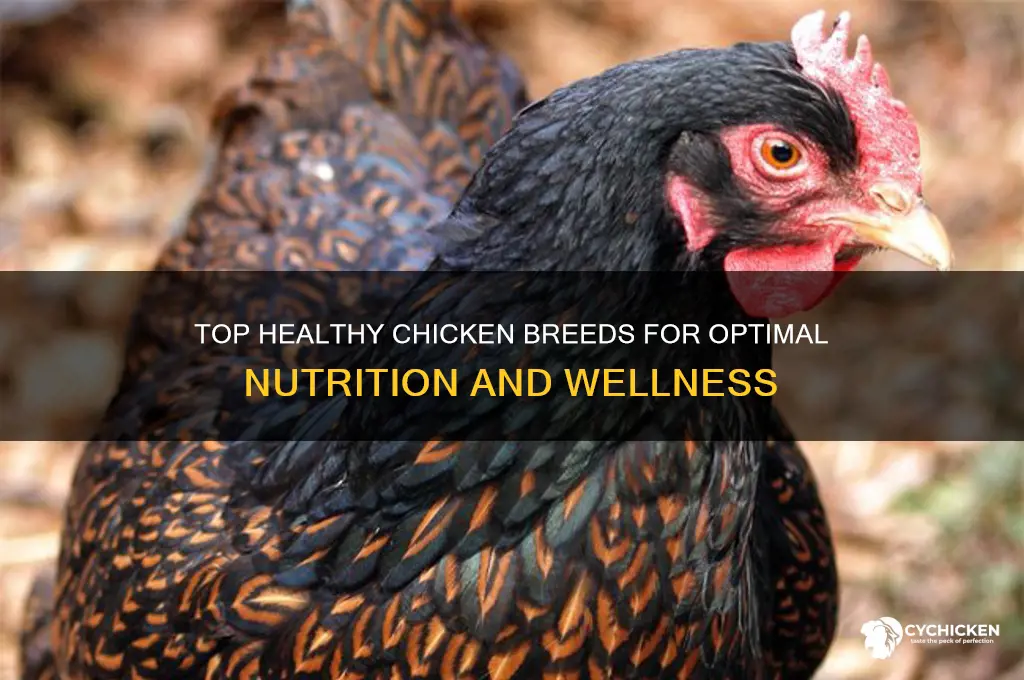 which chicken breed is best for health