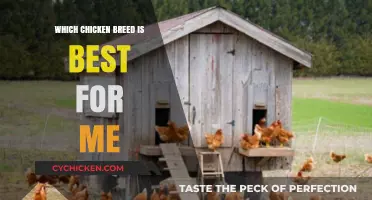 Choosing the Perfect Chicken Breed: A Guide to Your Ideal Flock