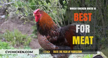 Top Meat Chicken Breeds: Choosing the Best for Your Farm