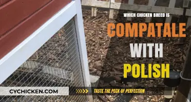 Best Chicken Breeds to Pair with Polish Chickens for a Harmonious Flock