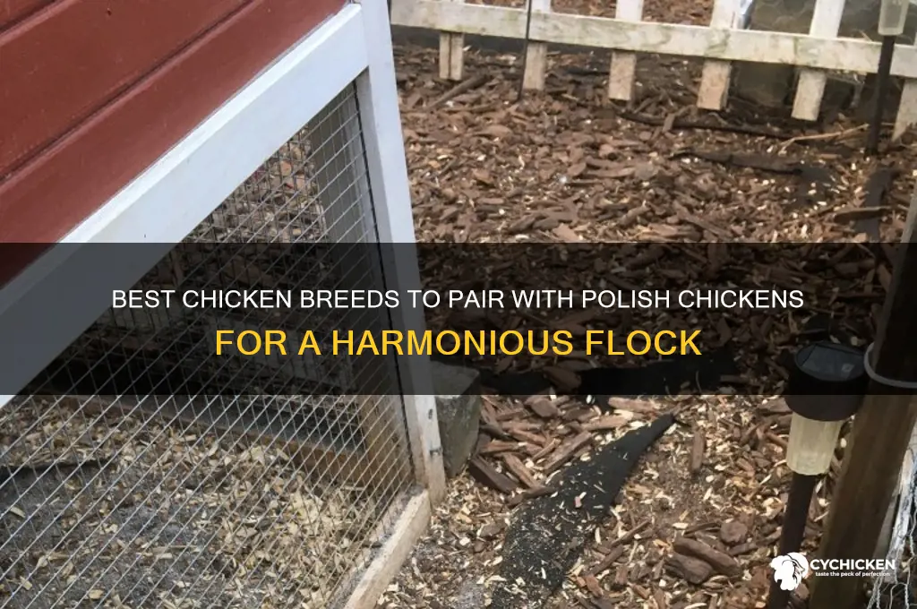 which chicken breed is compatale with polish