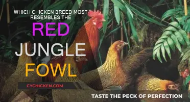 Heritage Breeds Closely Linked to Red Jungle Fowl