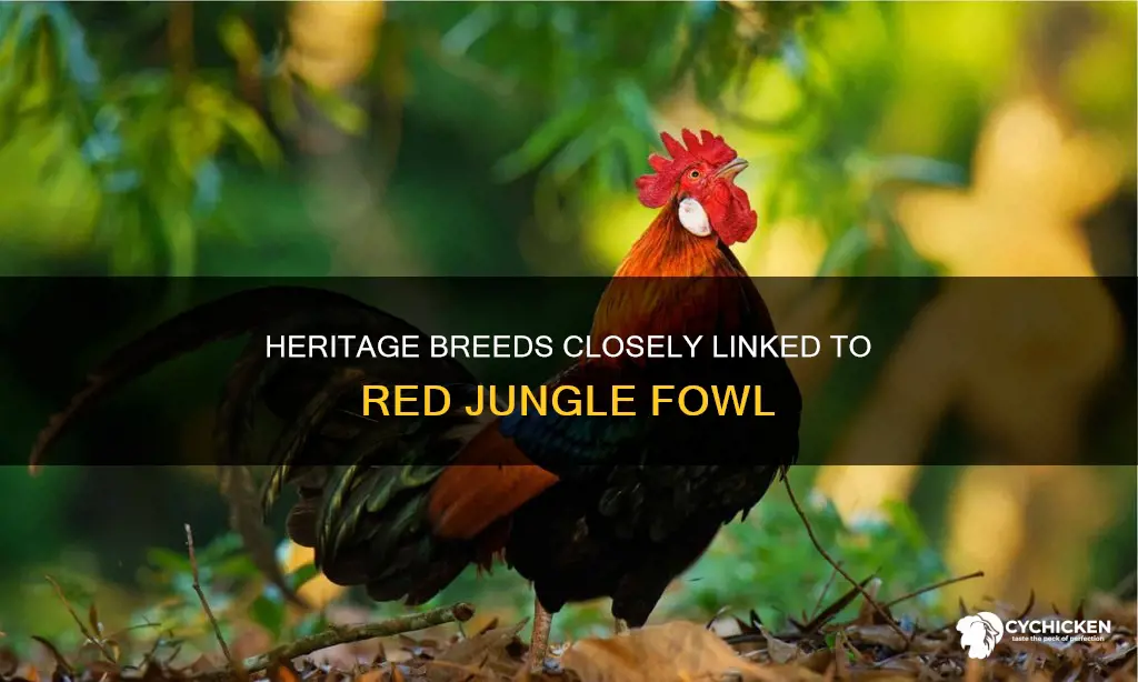 which chicken breed most resembles the red jungle fowl