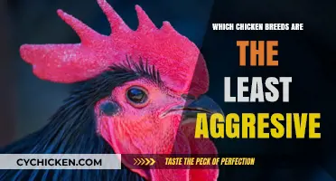 Gentle Giants: Discover the Calmest Chicken Breeds for Your Flock