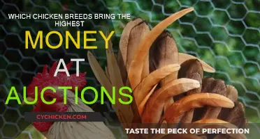 Rare Chicken Breeds: Auction Money-Makers