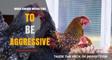 Aggressive Chicken Breeds: Identifying the Fiercest Flock Members