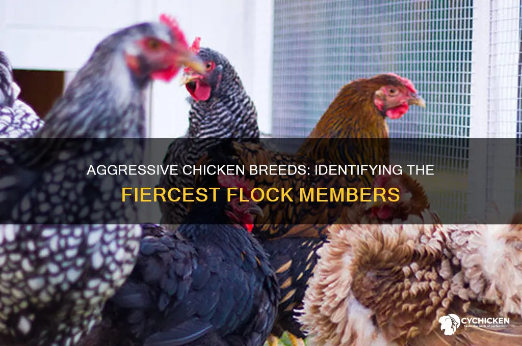 which chicken breeds tend to be aggressive