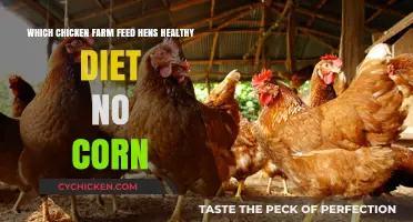 Nourishing Hens Naturally: A Guide to Healthy, Corn-Free Chicken Feed