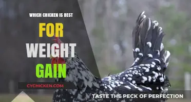 Best Chicken Breeds for Healthy Weight Gain: A Comprehensive Guide
