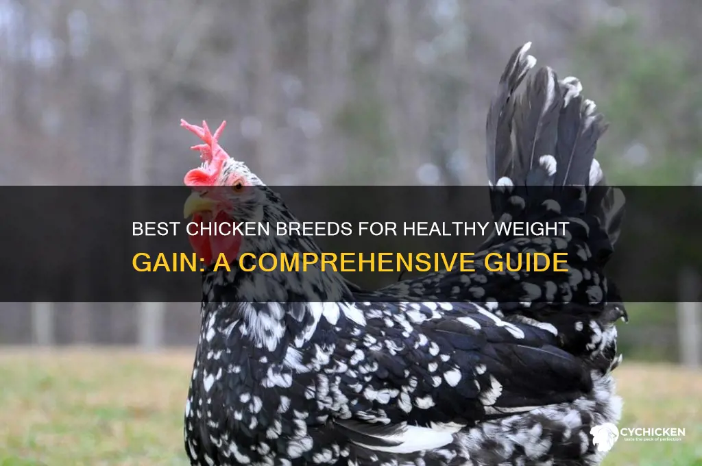 which chicken is best for weight gain
