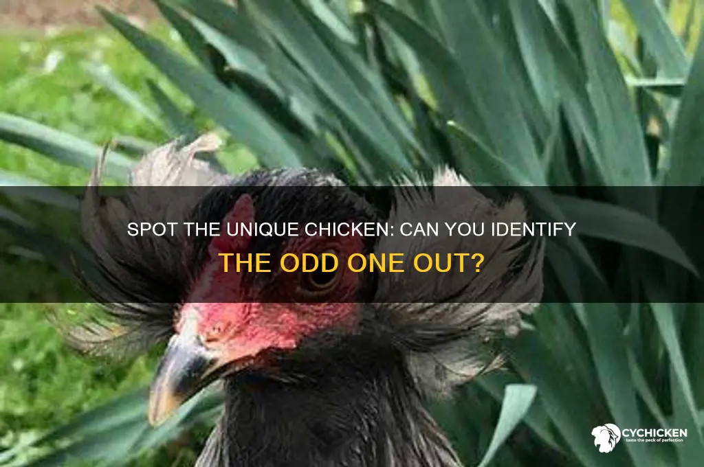 which chicken is differnet from the rest picture